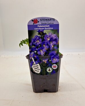 Polemonium Caeruelum Bambino Blue 9cm