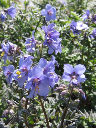 Polemonium Purple Rain 2 Litre