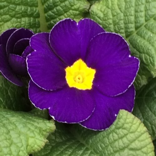 Polyanthus Blue Jumbo Six Pack