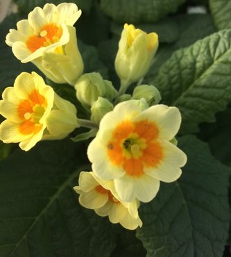 Polyanthus Buttercream Jumbo Six Primrose