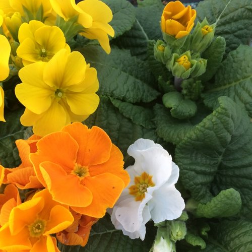 Polyanthus Daffodil Jumbo Six Primrose