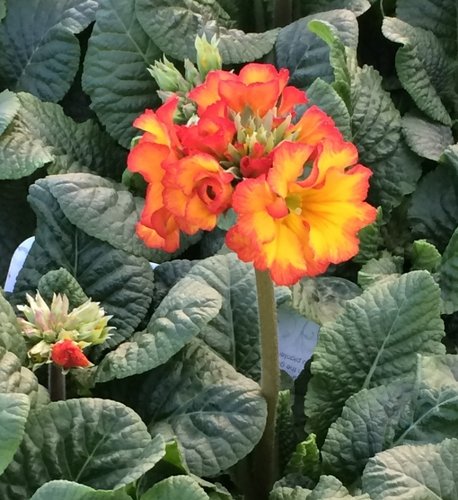 Polyanthus Fire Dragon Jumbo Six Pack