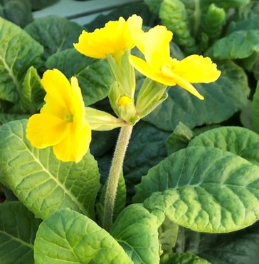 Polyanthus Lemon Jumbo Six Primrose