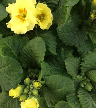 Polyanthus Lime Jumbo Six Primrose