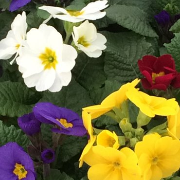 Polyanthus Mixed Jumbo Six Pack