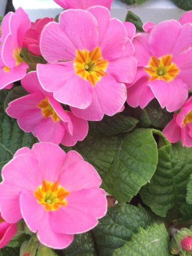 Polyanthus Pink Champagne Jumbo Six Pack