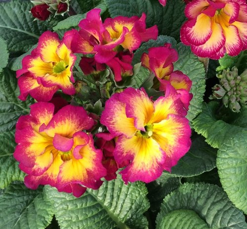 Polyanthus Purple Bicolour Jumbo Six Pack