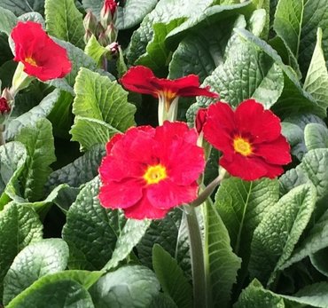 Polyanthus Red Jumbo Six