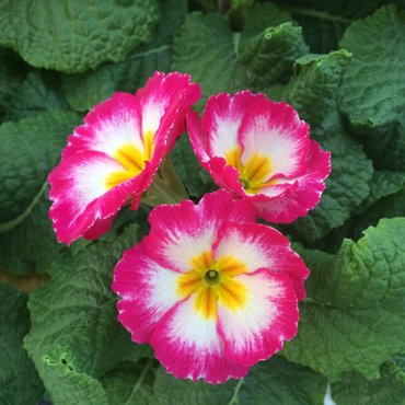 Polyanthus Rose Bicolour Jumbo Six