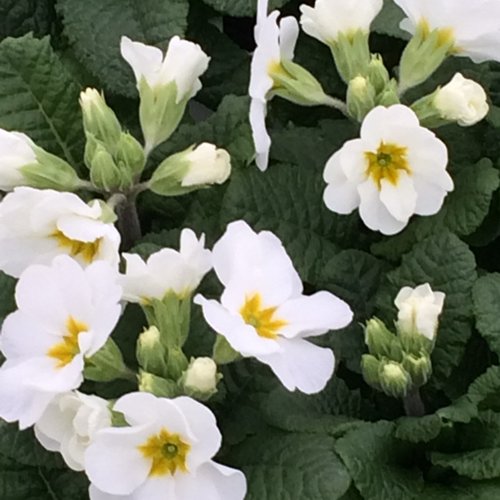 Polyanthus White Jumbo Six