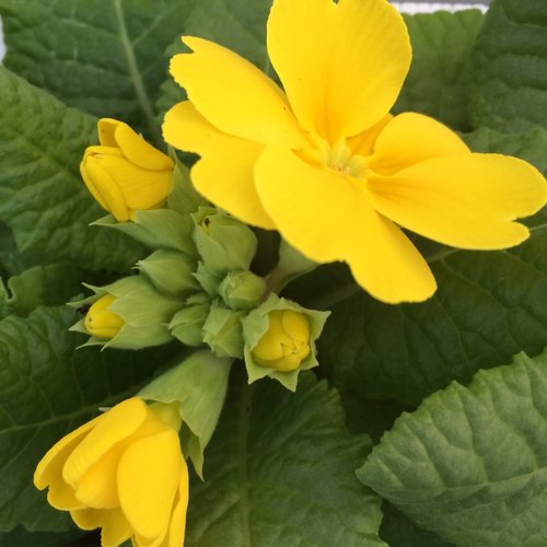 Polyanthus Yellow Jumbo Six