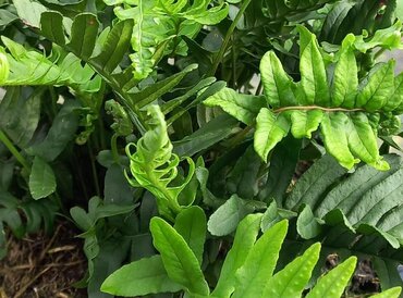 Polypodium Vulgare 1 Litre