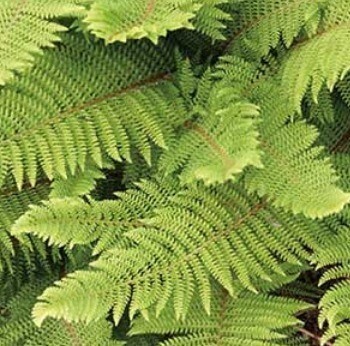 Polystichum Plumosum Densum 1 Litre