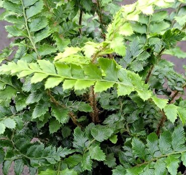 Polystichum Polyblepharum 1 Litre