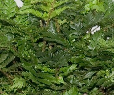 Polystichum Rigens 1 Litre