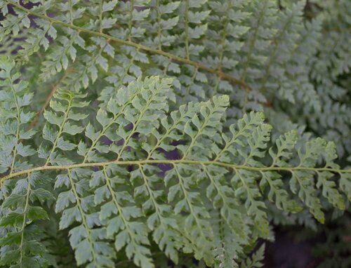 Polystichum setiferum Proliferum 2 Litre