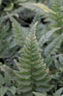 Polystichum Tsussimense 1 Litre