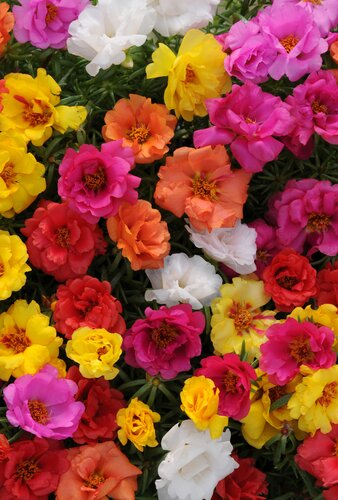 Portulaca Happy Hour Mix Jumbo 6 Pack