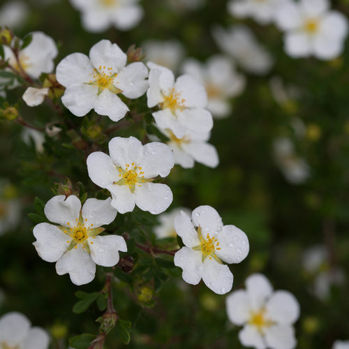 Potentilla Abbotswood 2 Litre