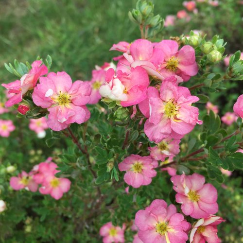 Potentilla Bellissima 3 Litre