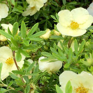 Potentilla Creamissima 3 Litre