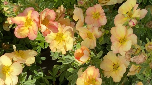 Potentilla Double Punch Peach 3 Litre