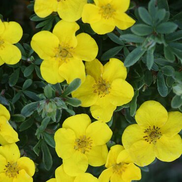 Potentilla Goldfinger 3 Litre