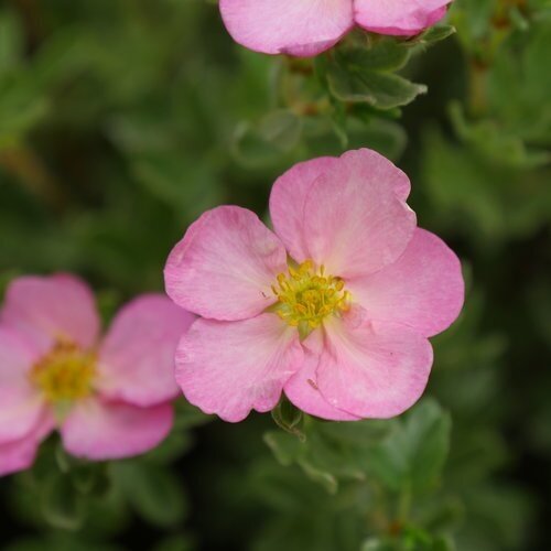 Potentilla Pink Beauty 2 Litre - image 1