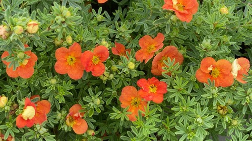 Potentilla Red Ace 2 Litre