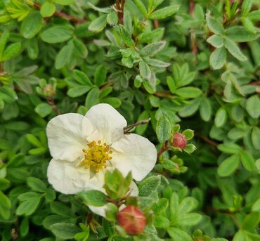 Potentilla Summer Sorbet 3 Litre