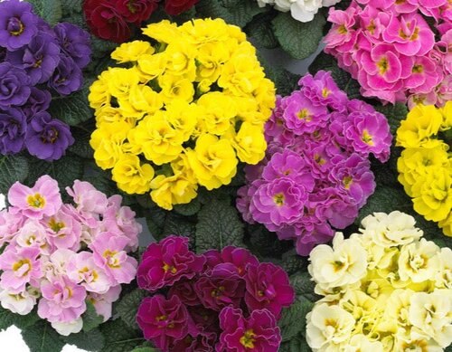 Primrose Double Mixed Jumbo Six