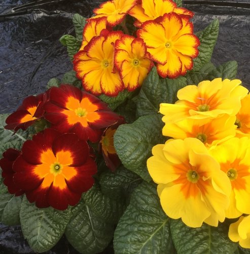 Primrose Fandango Jumbo Six