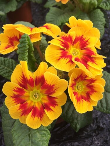 Primrose Marietta Jumbo Six