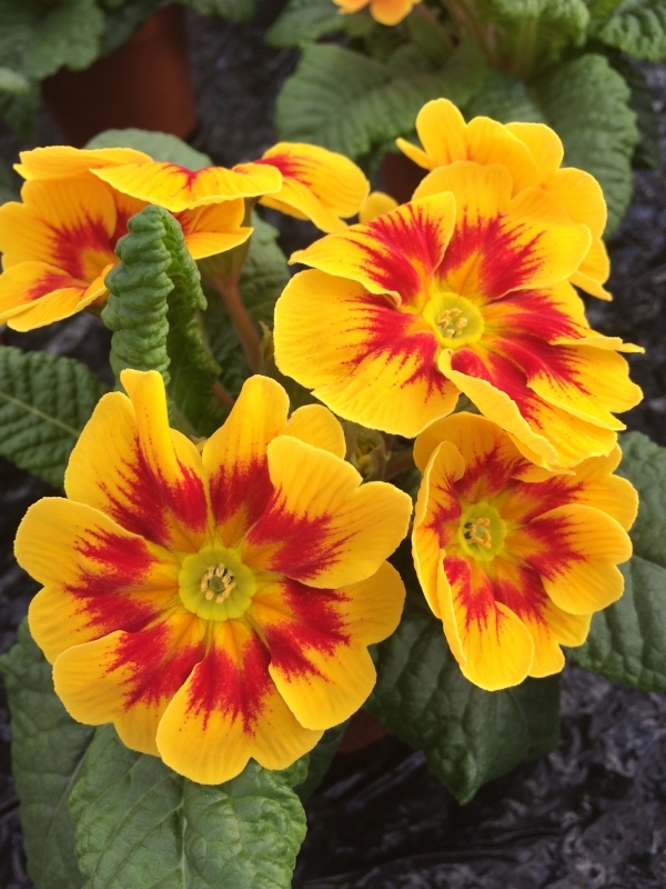 Primrose Marietta Jumbo Six - Stewarts Garden Centre