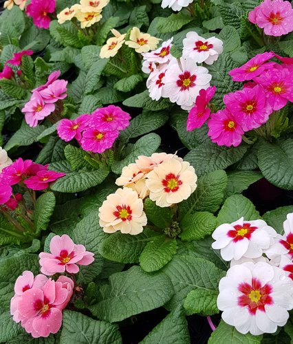 Primrose Mixed Planter 6 Litre - image 2