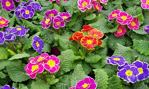 Primrose Mixed Planter 6 Litre - image 1