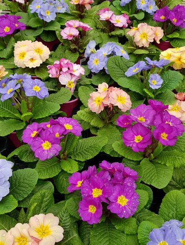 Primrose Mixed Planter 6 Litre - image 4