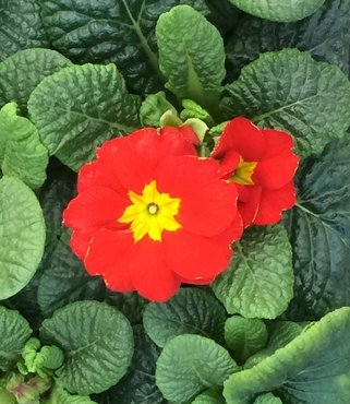 Primrose Red Jumbo Six