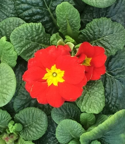 Primrose Red Jumbo Six Pack