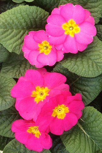 Primrose Rose Jumbo Six