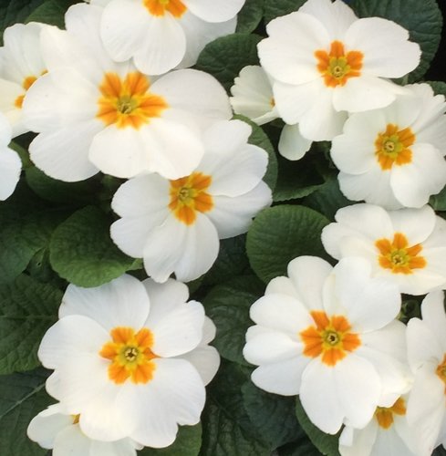 Primrose White Jumbo Six