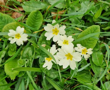 Primrose Wild 10.5cm