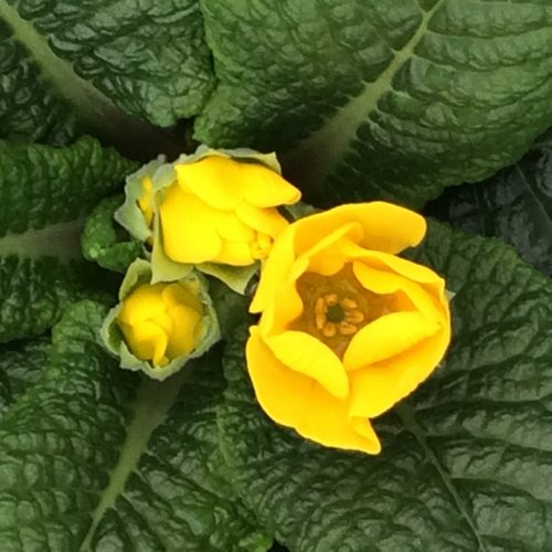 Primrose Yellow Jumbo Six