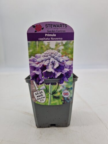 Primula Capitata Noverna Deep Blue 9cm