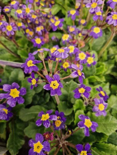 Primula Oak Leaf Blue 1.5 Litre