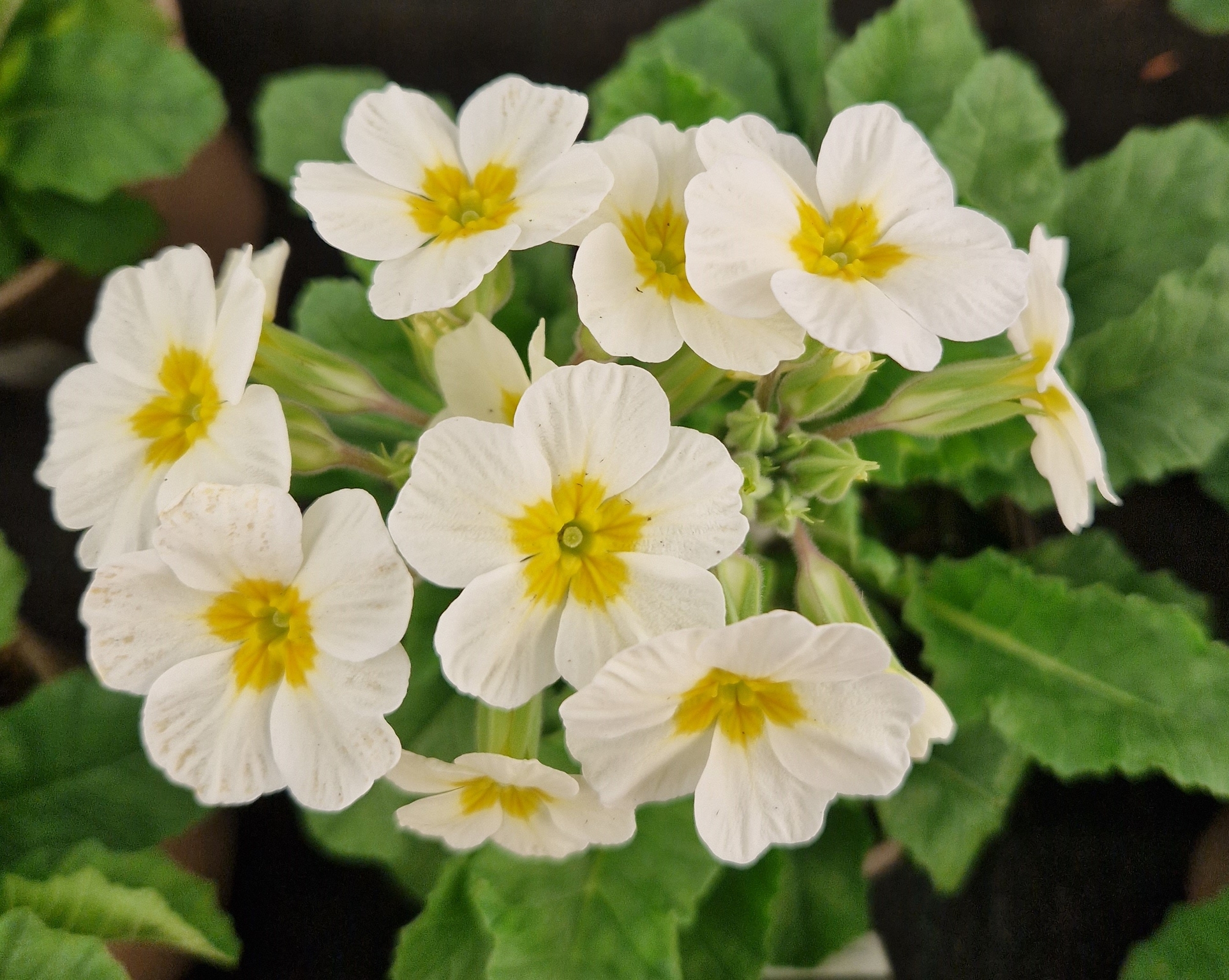 Primula Oak Leaf White 1.5 Litre - Stewarts Garden Centre