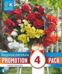 Promotion Begonia Cascade Pendula