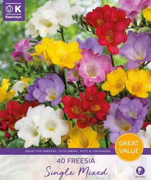 Promotion Freesia Mixed Colours