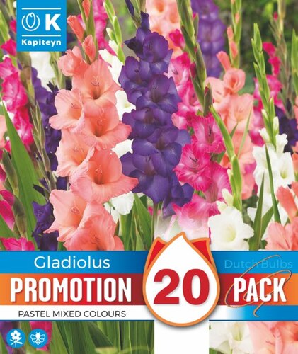 Promotion Gladiolus Pastel Mix