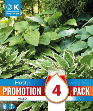 Promotion Hosta Mixed